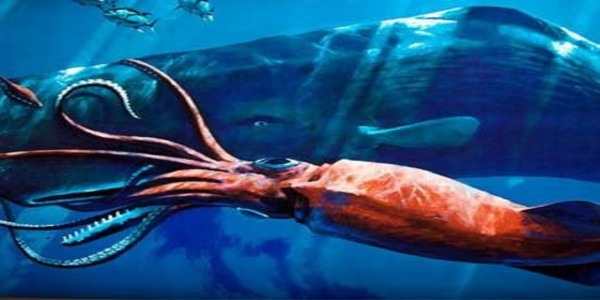 Kraken: Il calamaro gigante sin dalla notte dei tempi- Kreken: once upon a time a Giant Squid
